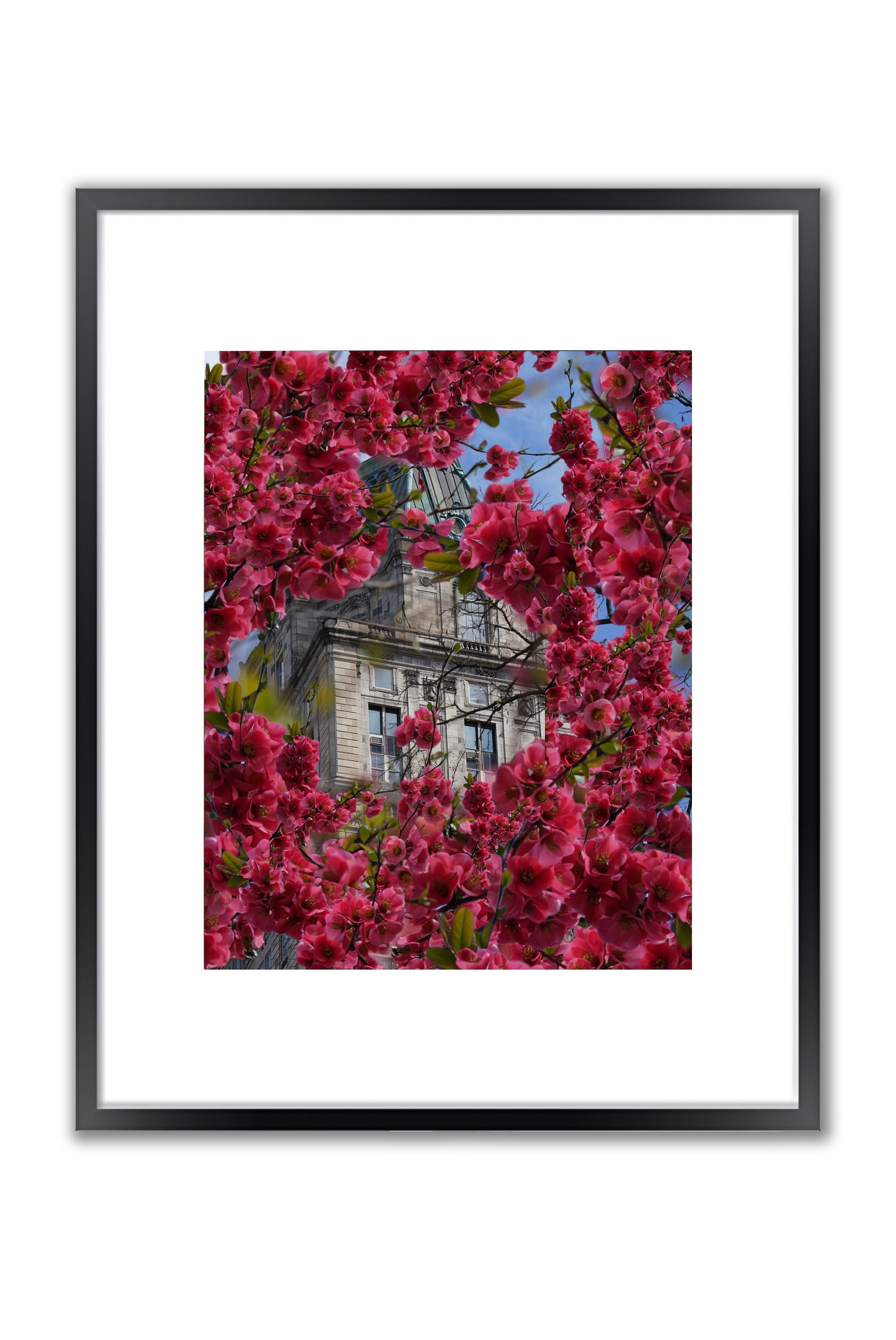 Blooming in The City - Framed Photography Print