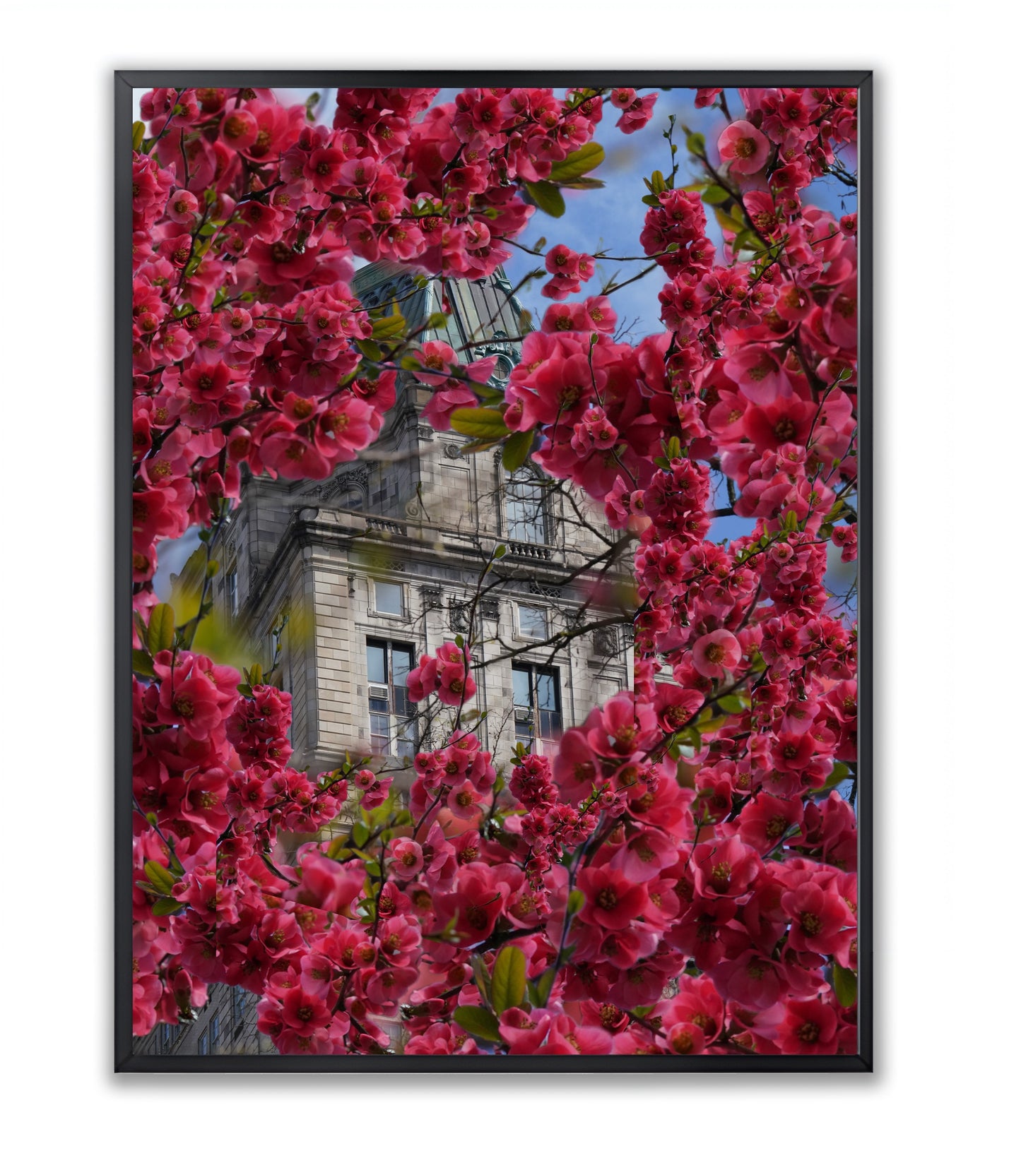 Blooming in The City - Framed Photography Print