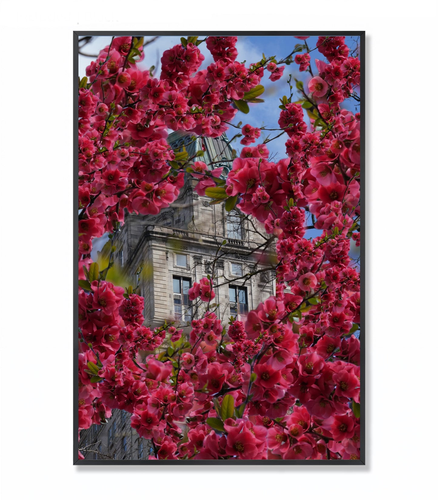Blooming in The City - Framed Photography Print