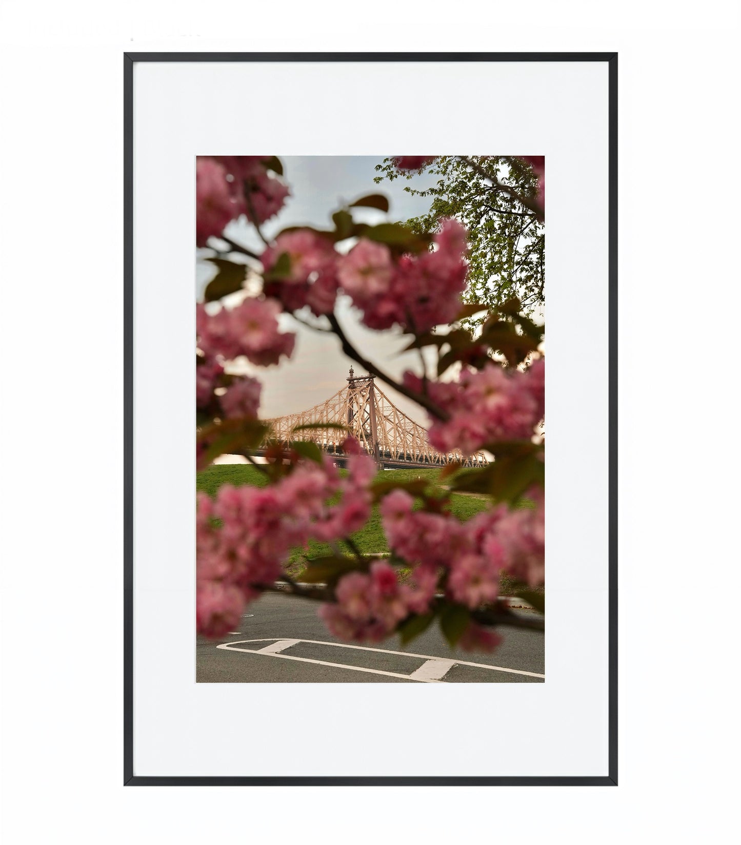 Blooming in the City - Framed Photography Print