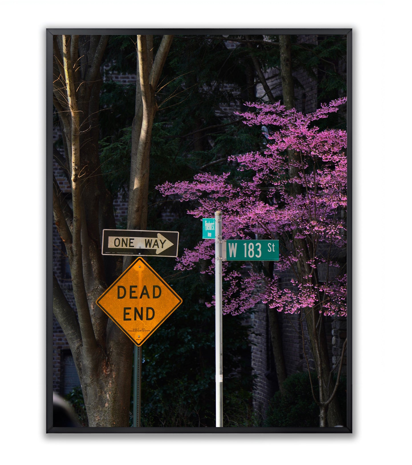 Blooming in the City - Framed Photography Print