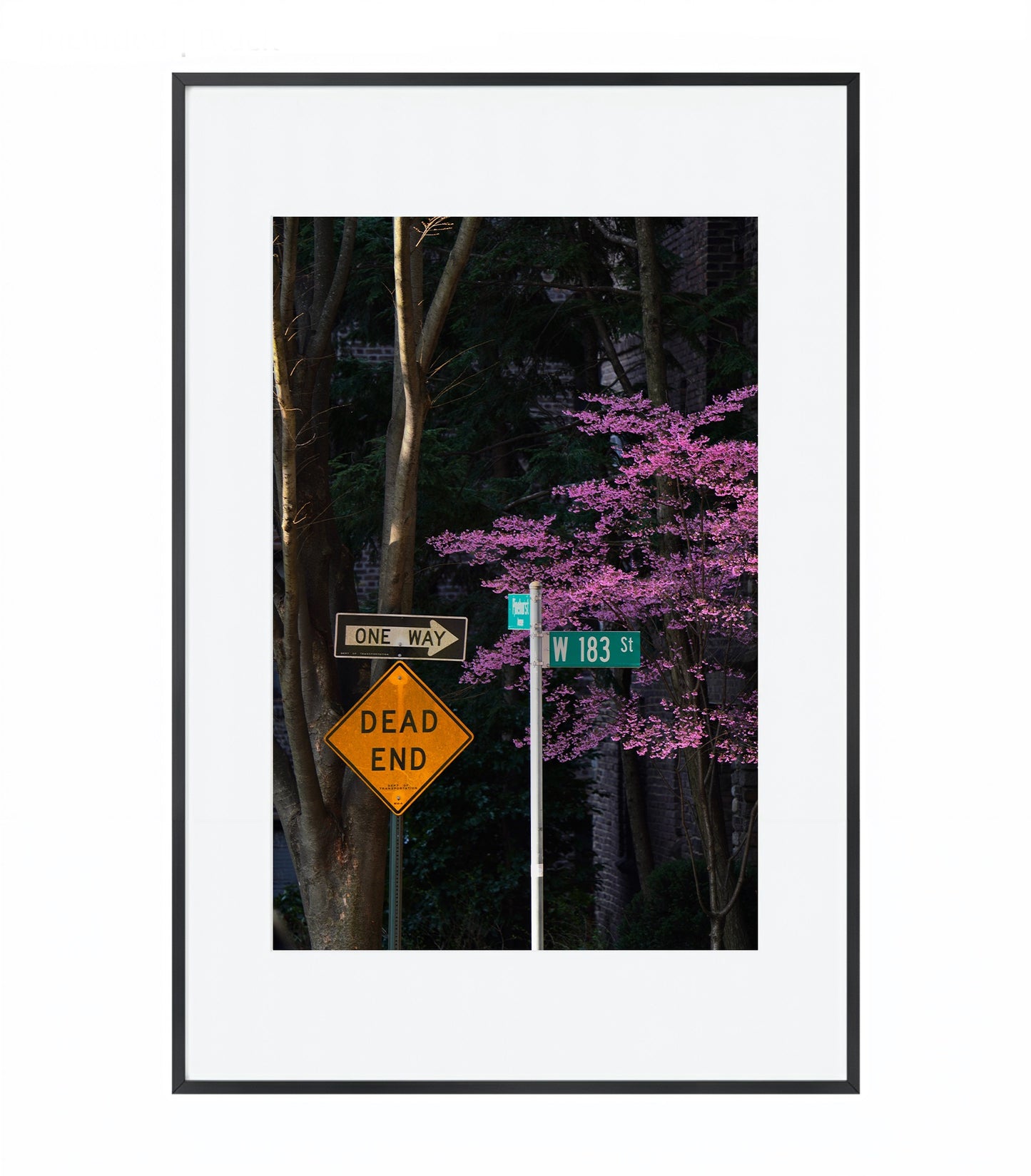 Blooming in the City - Framed Photography Print