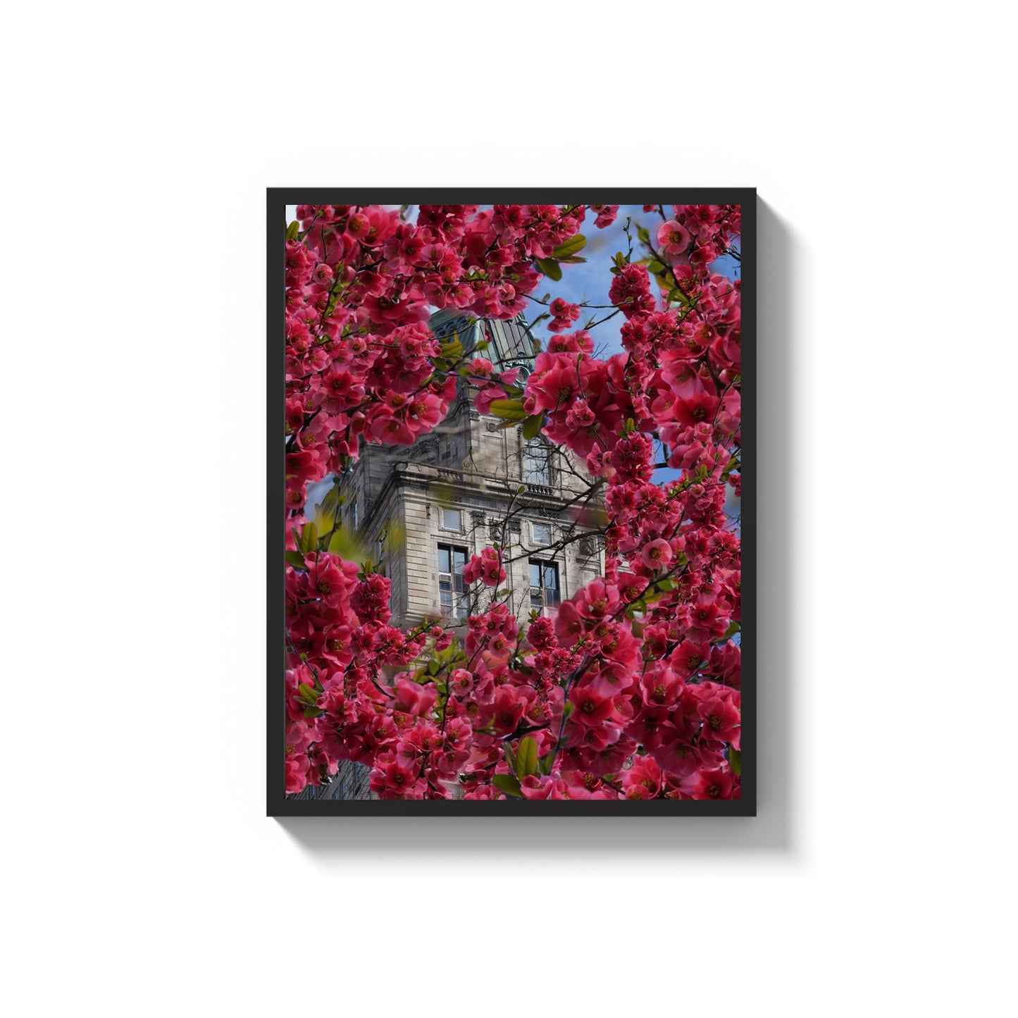 Blooming in The City - Framed Photography Print