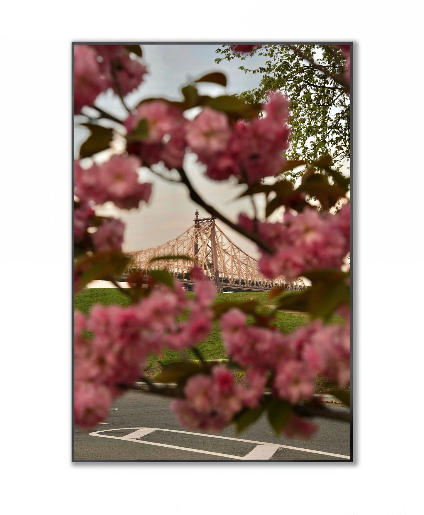 Blooming in the City - Framed Photography Print
