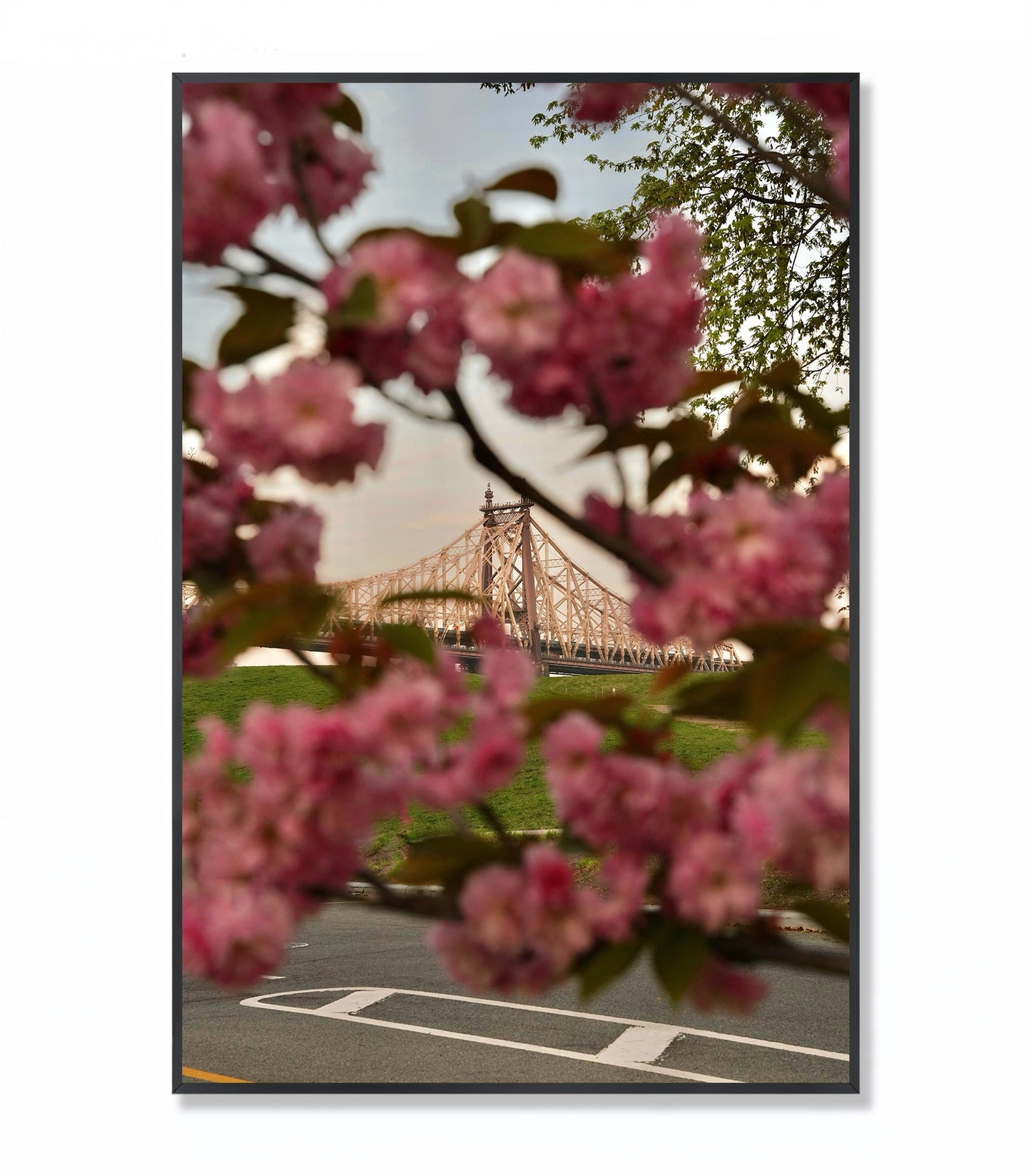 Blooming in the City - Framed Photography Print