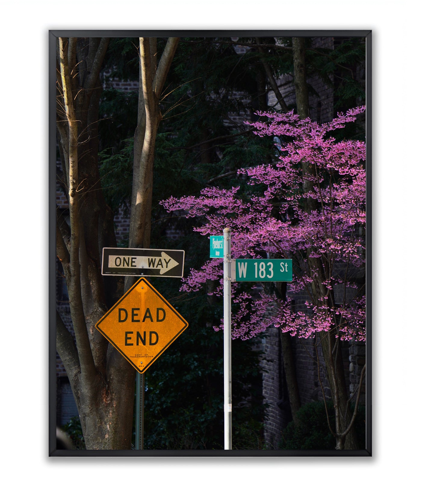 Blooming in the City - Framed Photography Print