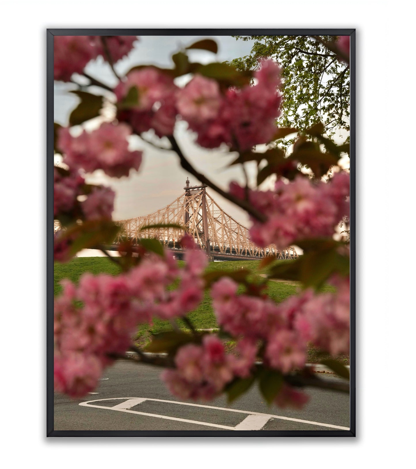 Blooming in the City - Framed Photography Print