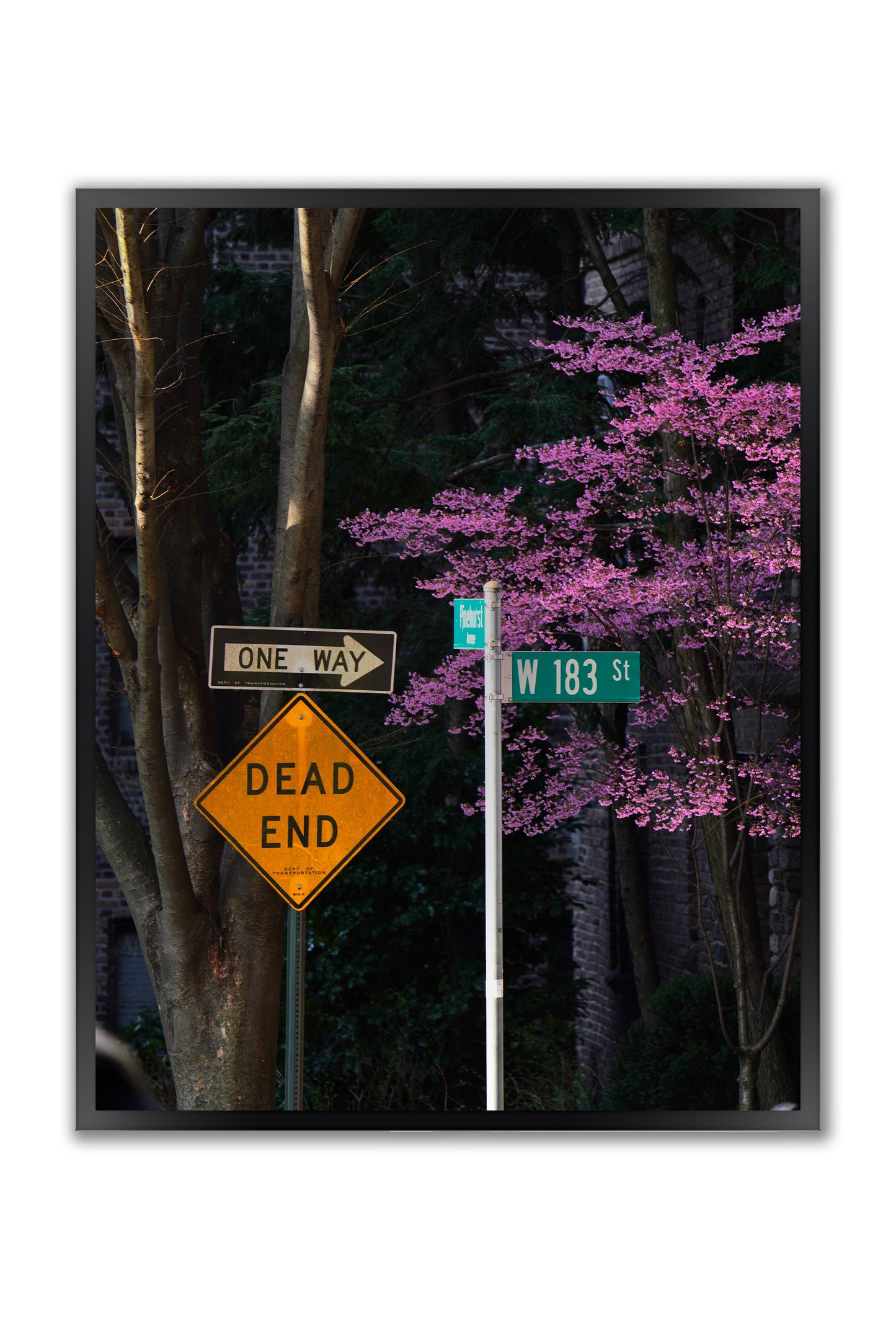 Blooming in the City - Framed Photography Print