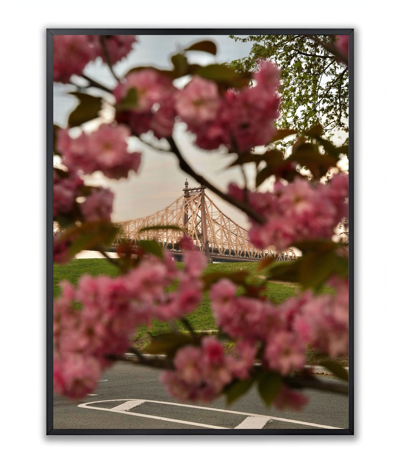 Blooming in the City - Framed Photography Print