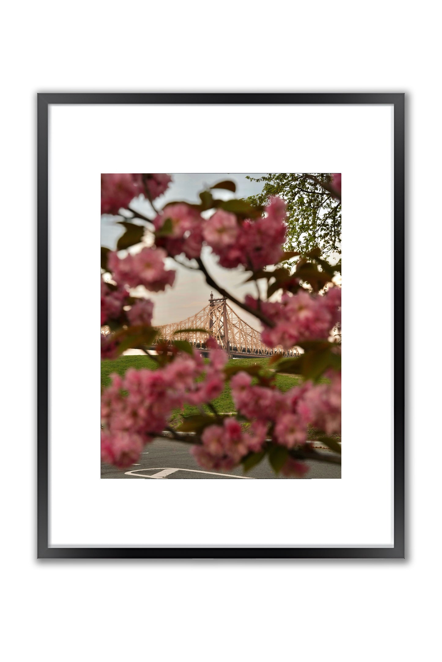 Blooming in the City - Framed Photography Print