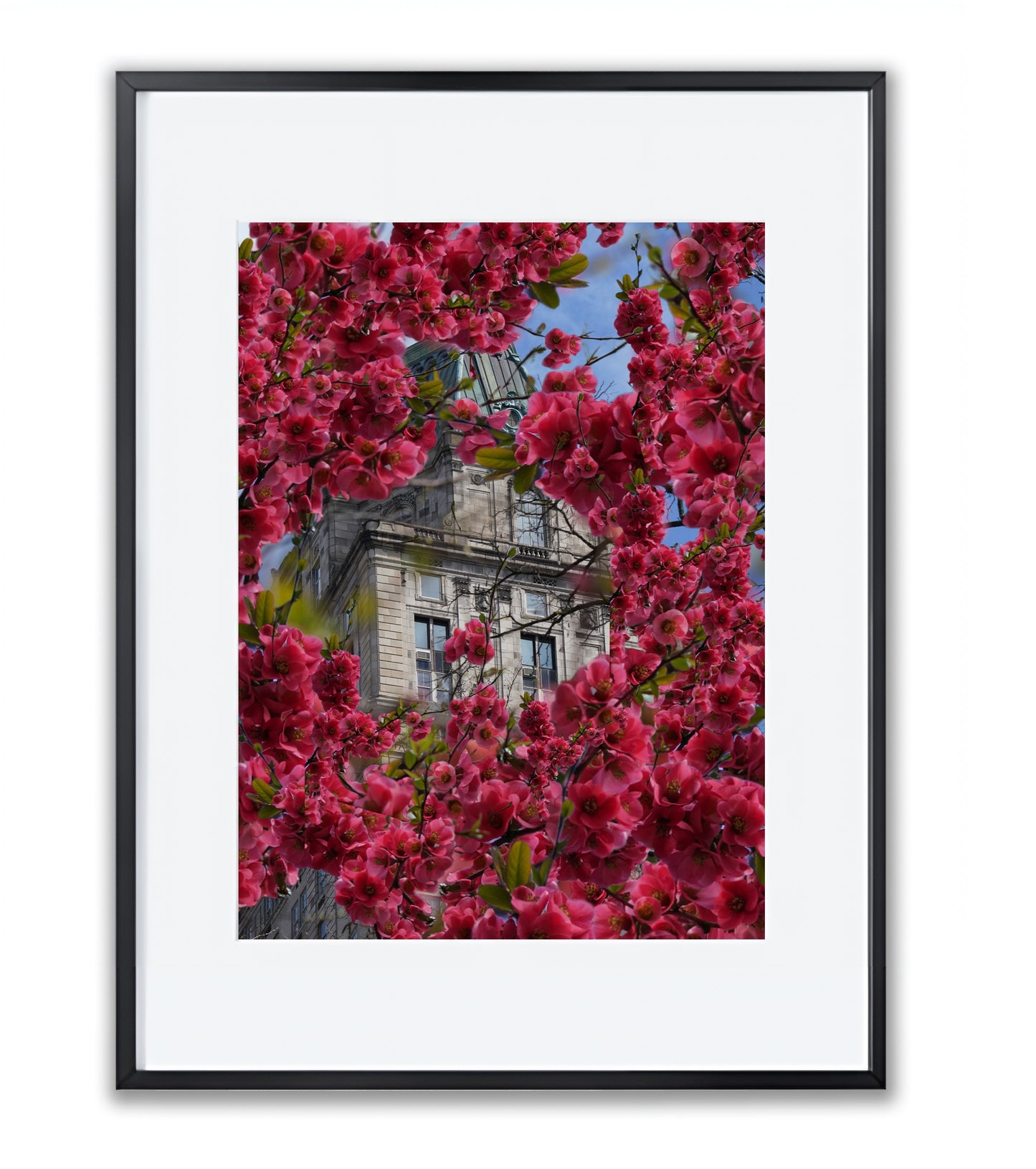 Blooming in The City - Framed Photography Print