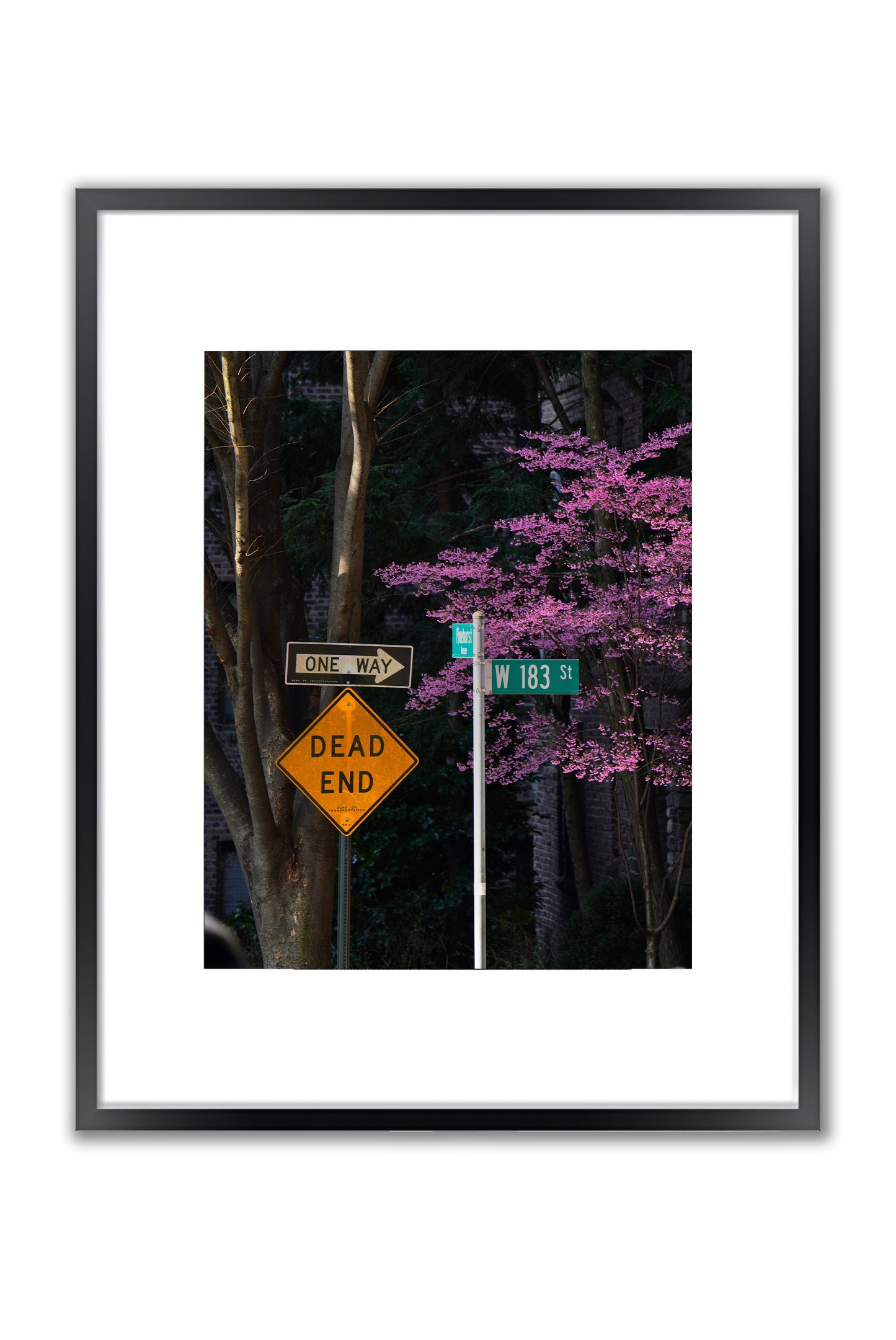 Blooming in the City - Framed Photography Print