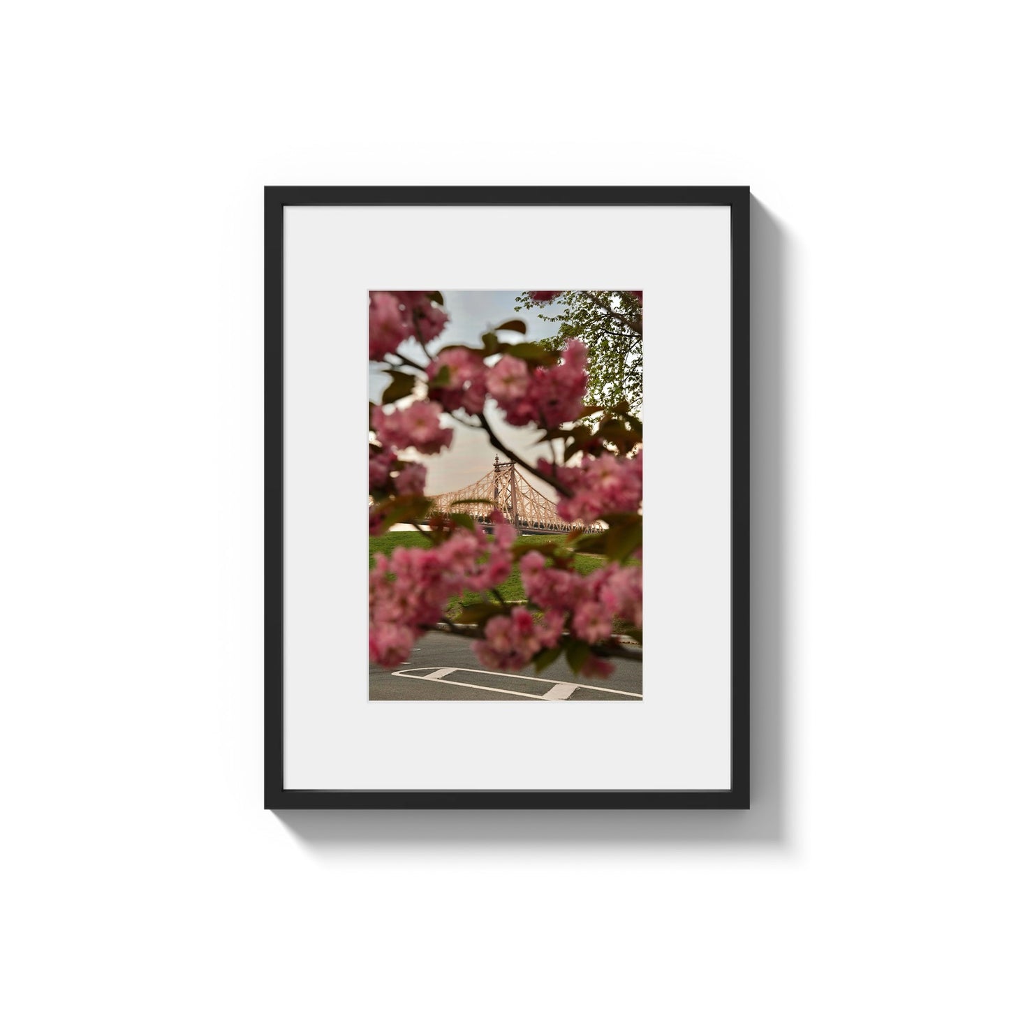 Blooming in the City - Framed Photography Print