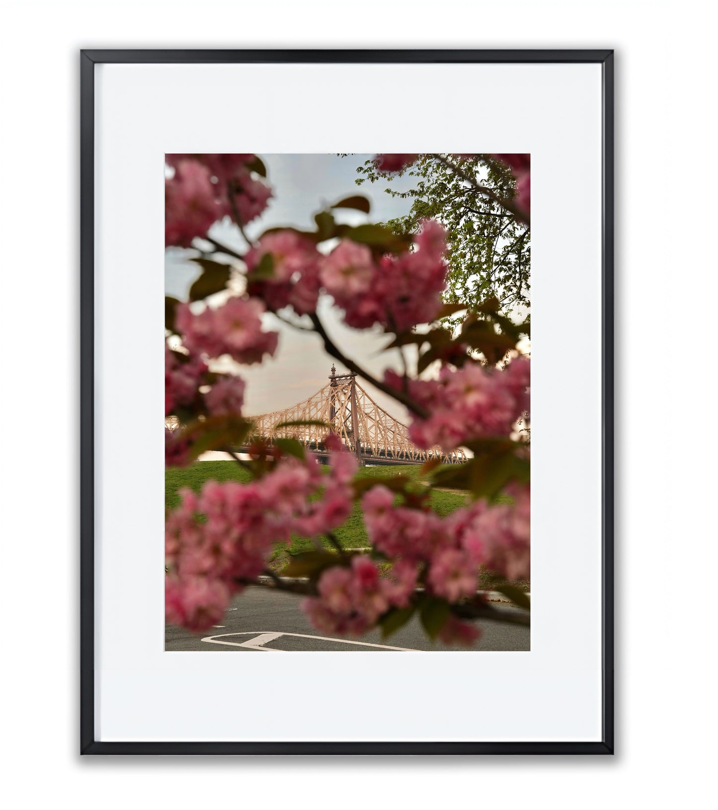 Blooming in the City - Framed Photography Print