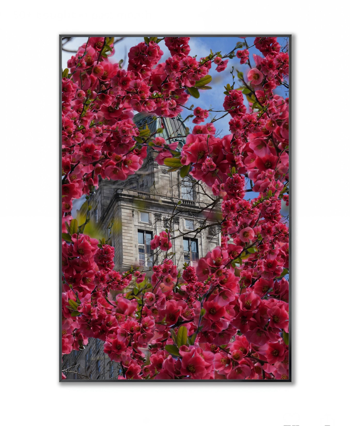 Blooming in The City - Framed Photography Print
