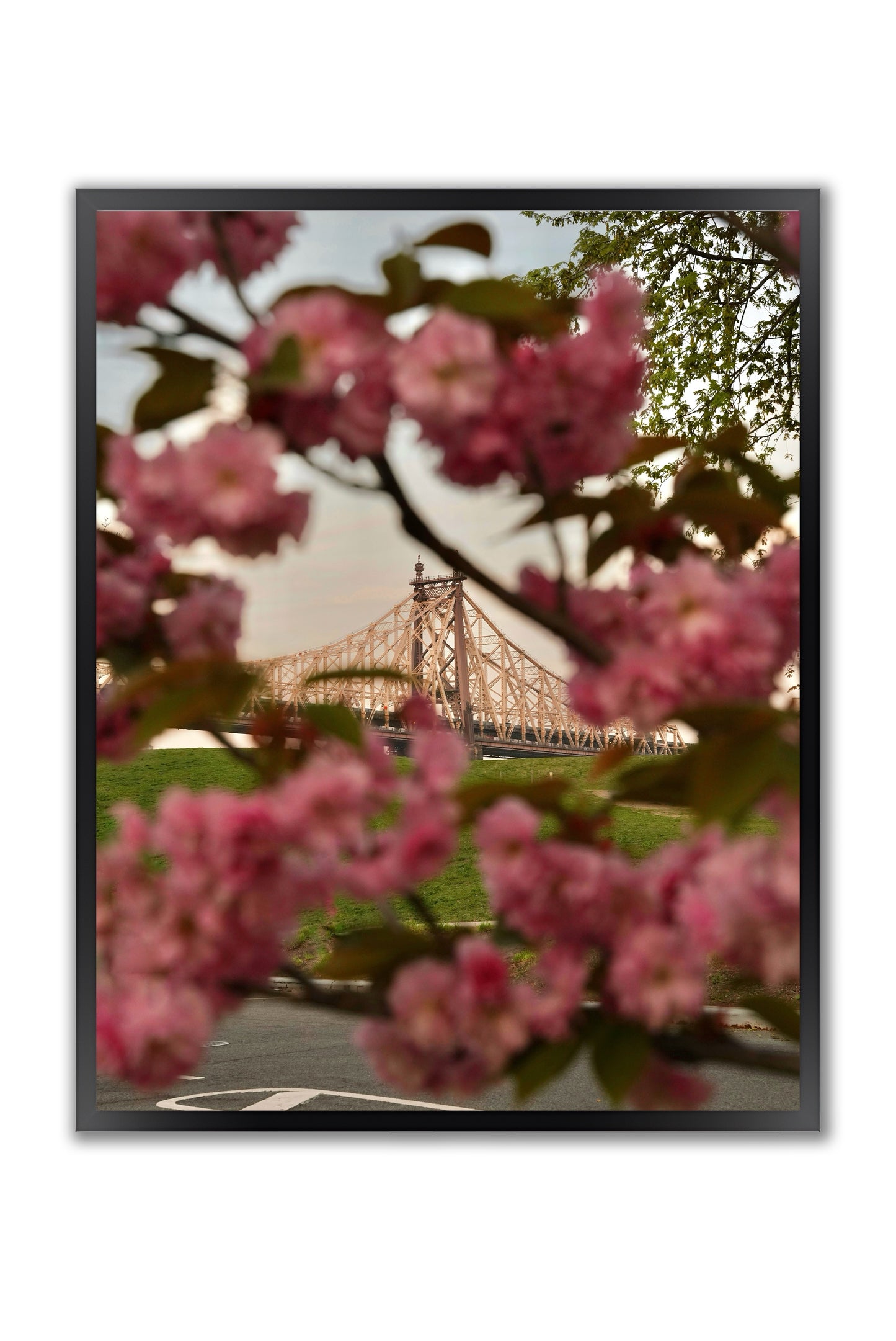 Blooming in the City - Framed Photography Print
