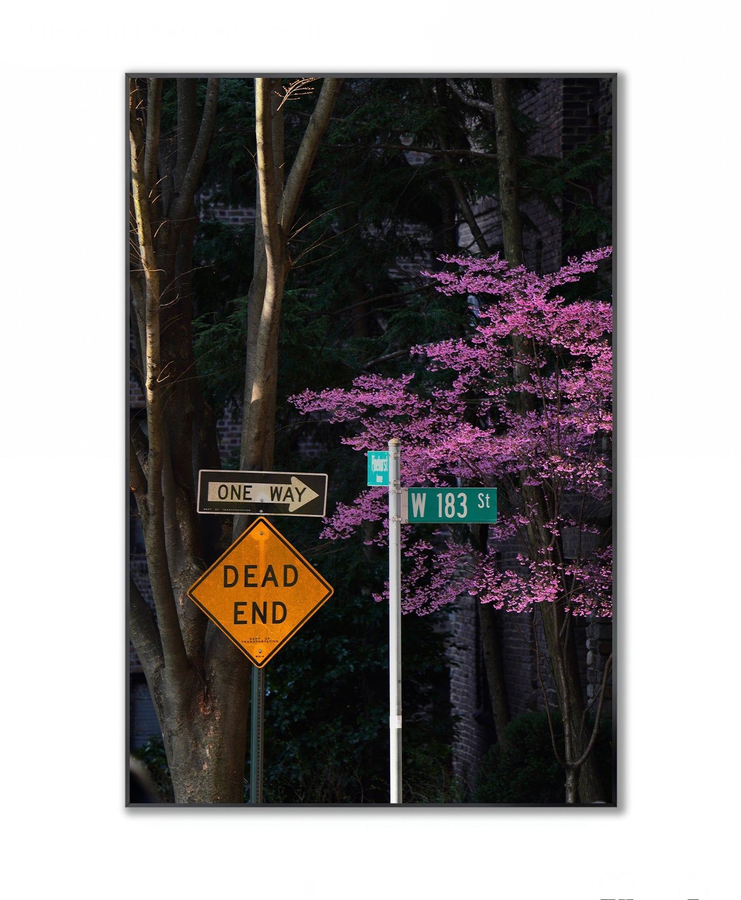 Blooming in the City - Framed Photography Print