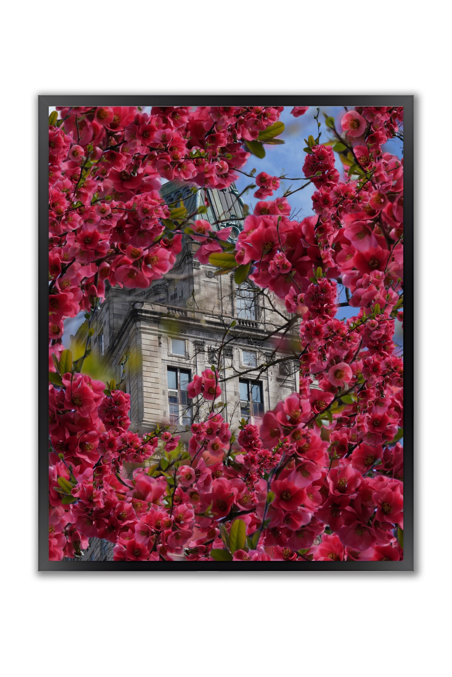 Blooming in The City - Framed Photography Print