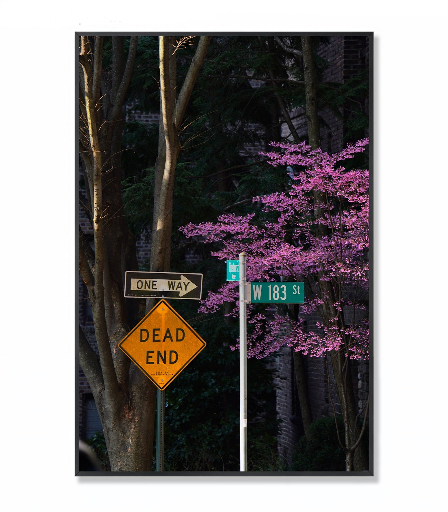 Blooming in the City - Framed Photography Print